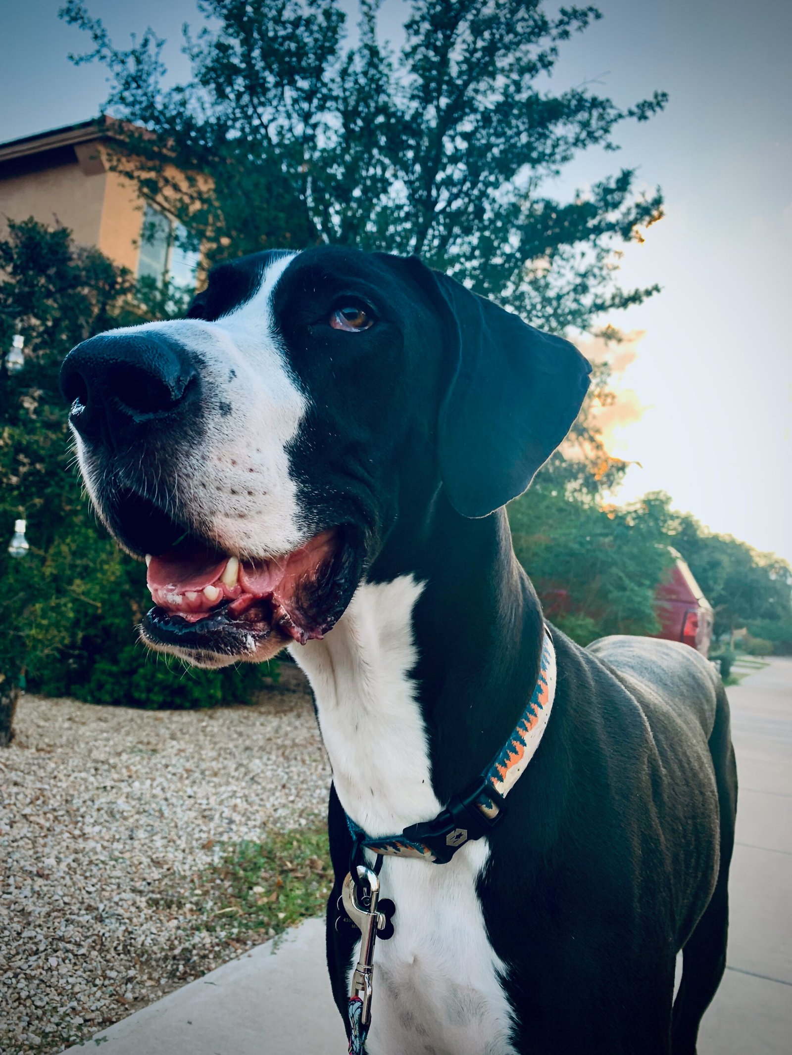 Great Dane behavior stories