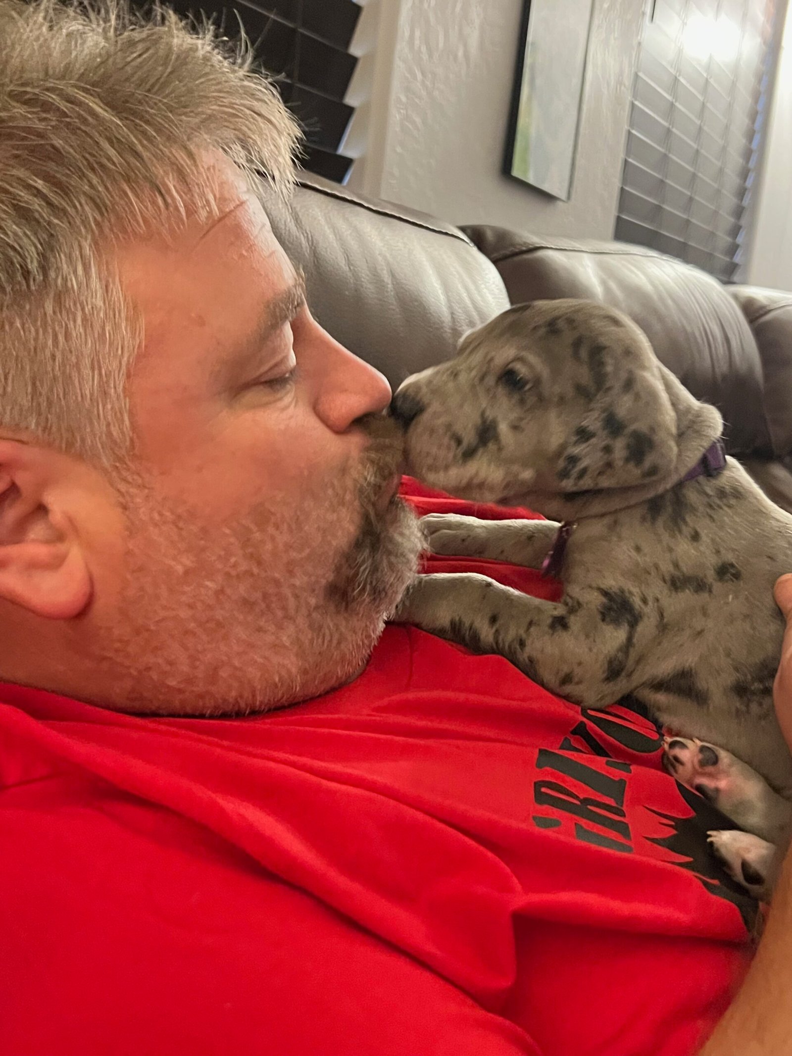 Great Dane puppy looking up at owner