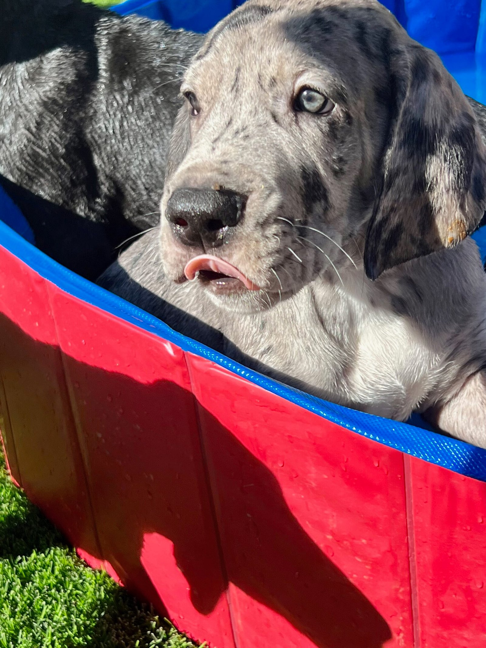 Harlequin Great Dane puppy close-up
