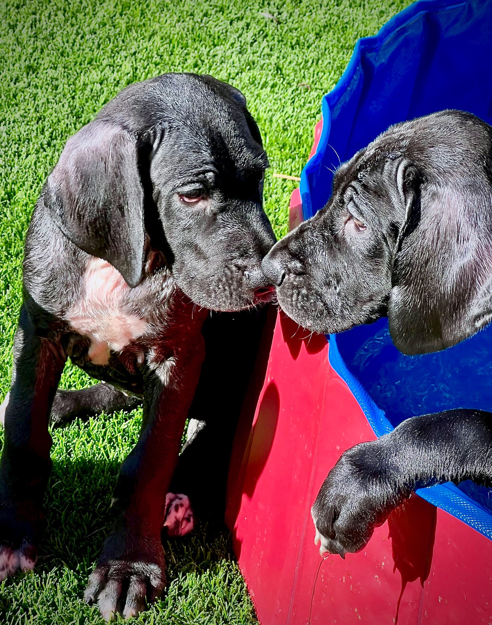 Great Dane puppies playing in a pool