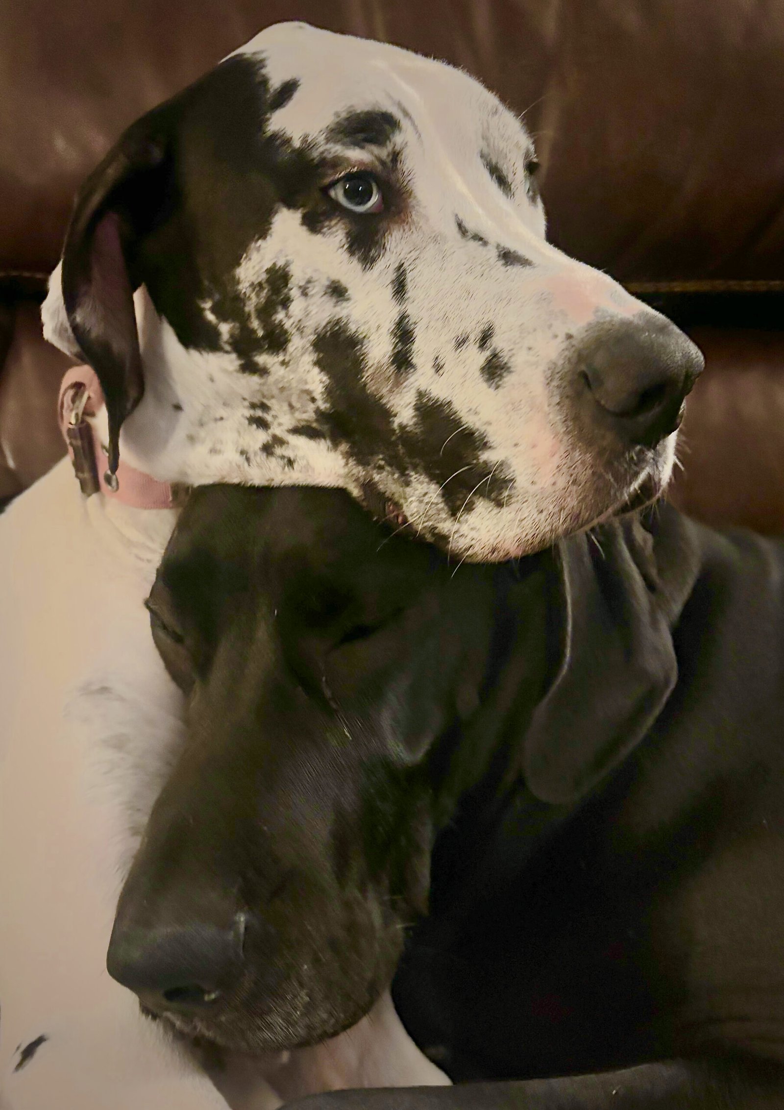 Harley resting her head on Boo