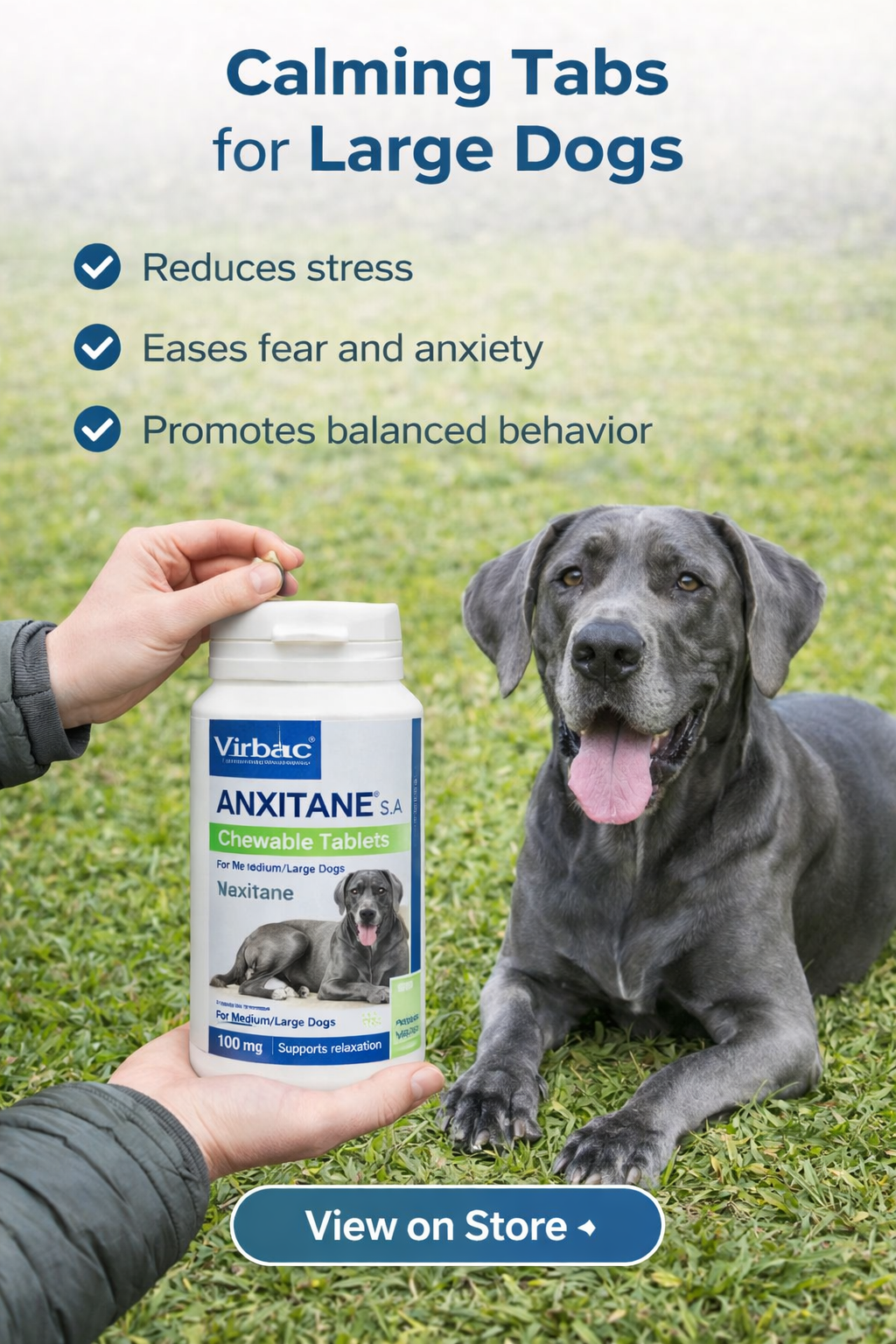 Blue Great Dane laying calmly next to Anxitane calming tablets