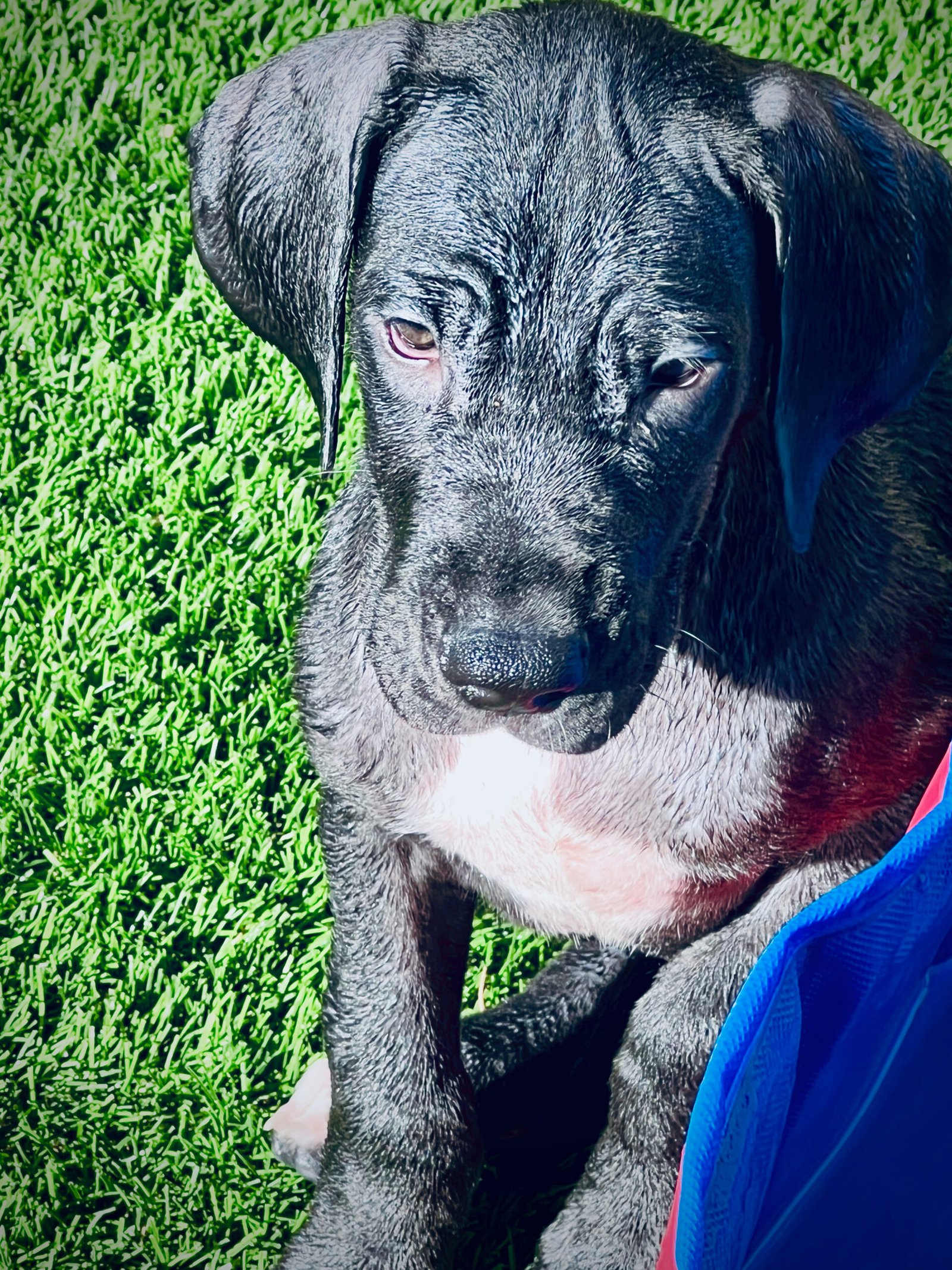 Great Dane puppy training