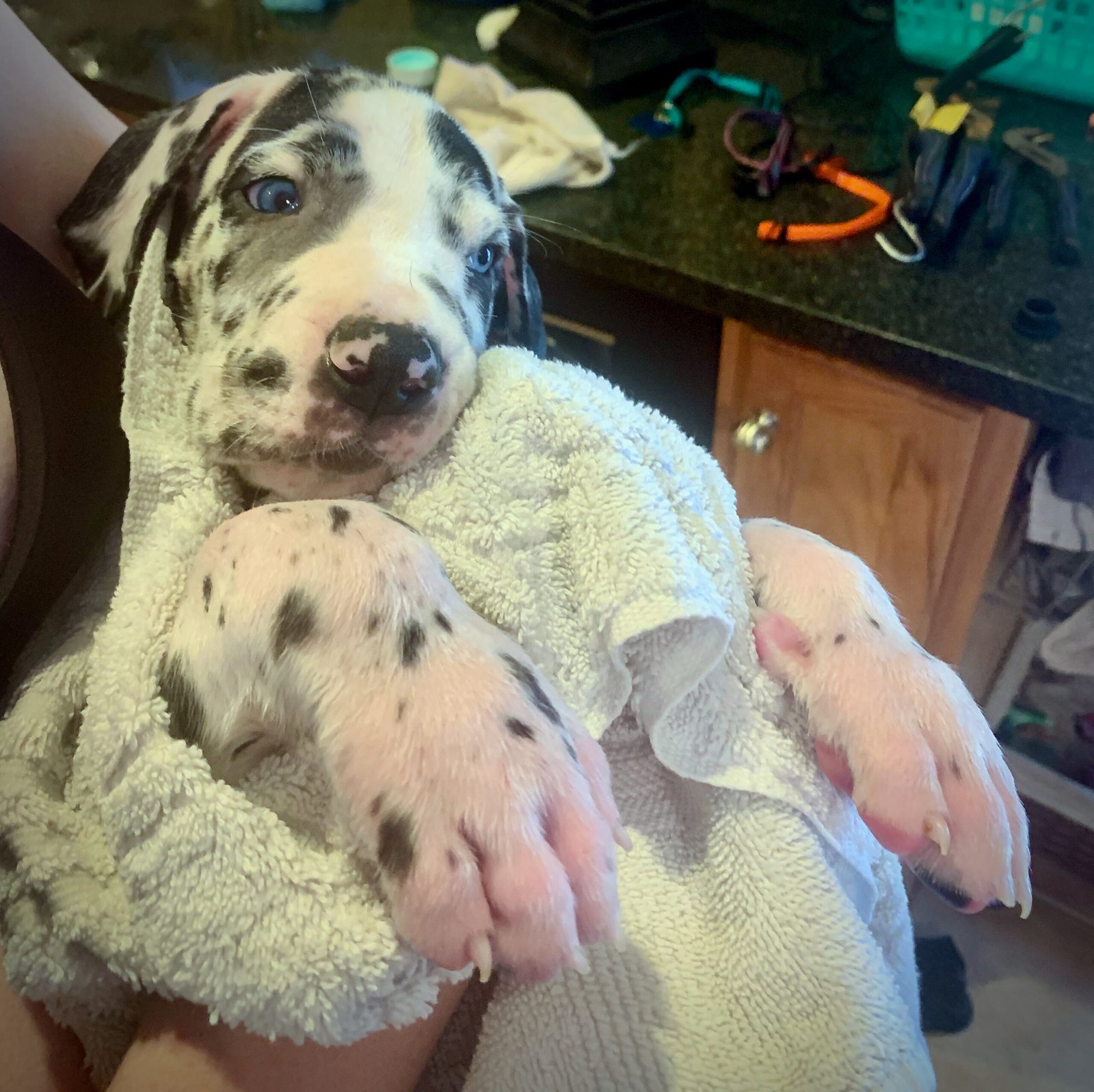 Great Dane puppy being held