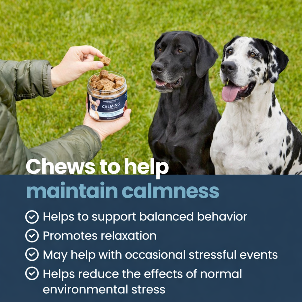 Two Great Danes calmly waiting for calming chews outdoors