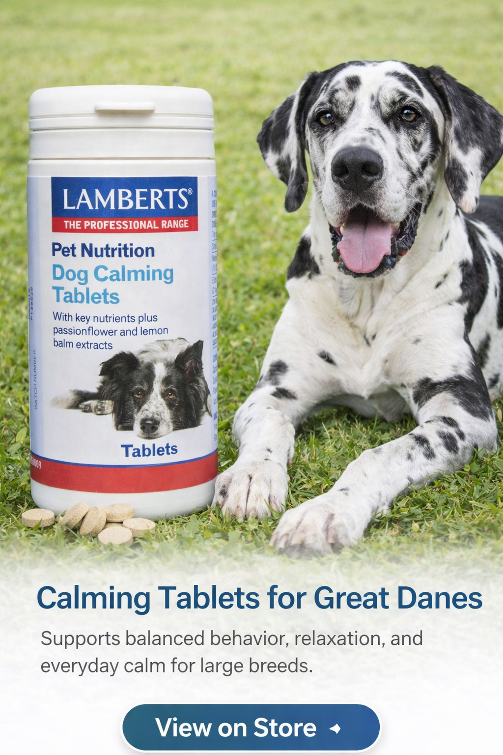 Great Dane with calming tablets for balanced behavior