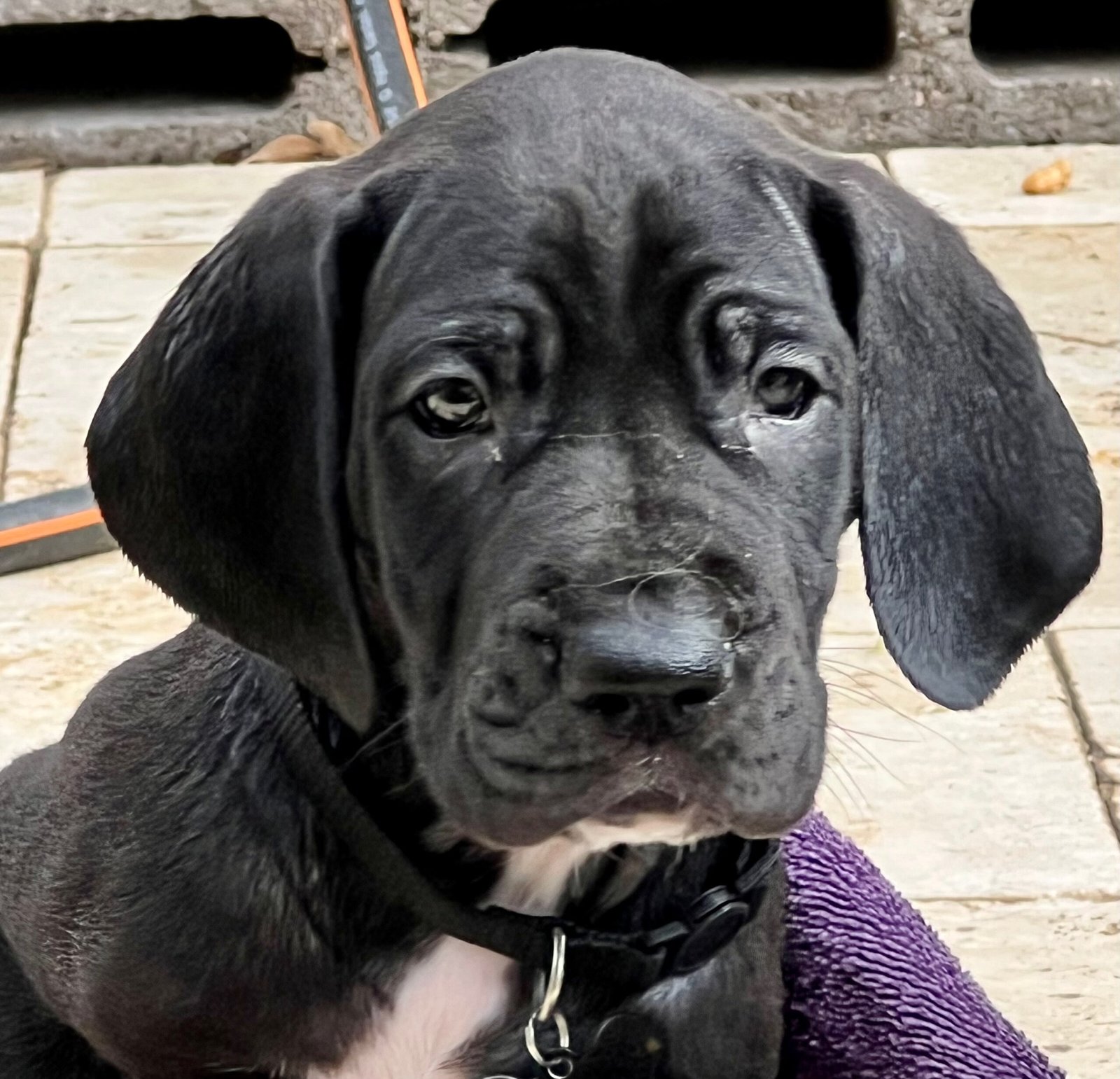 Great Dane safe home setup