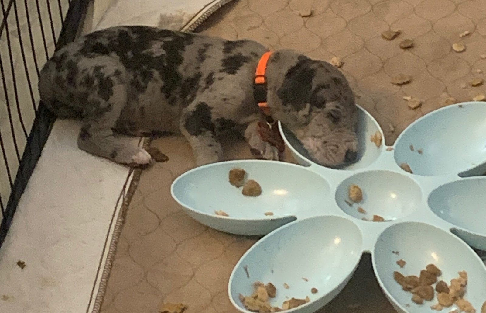 Great Dane nutrition