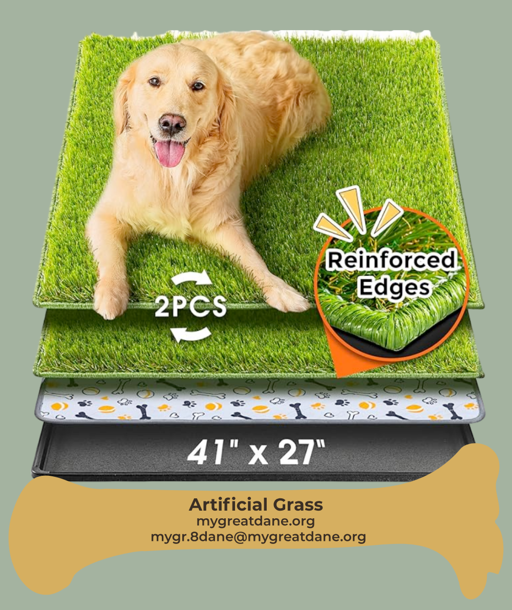 Great Dane Training Artificial Grass Potty