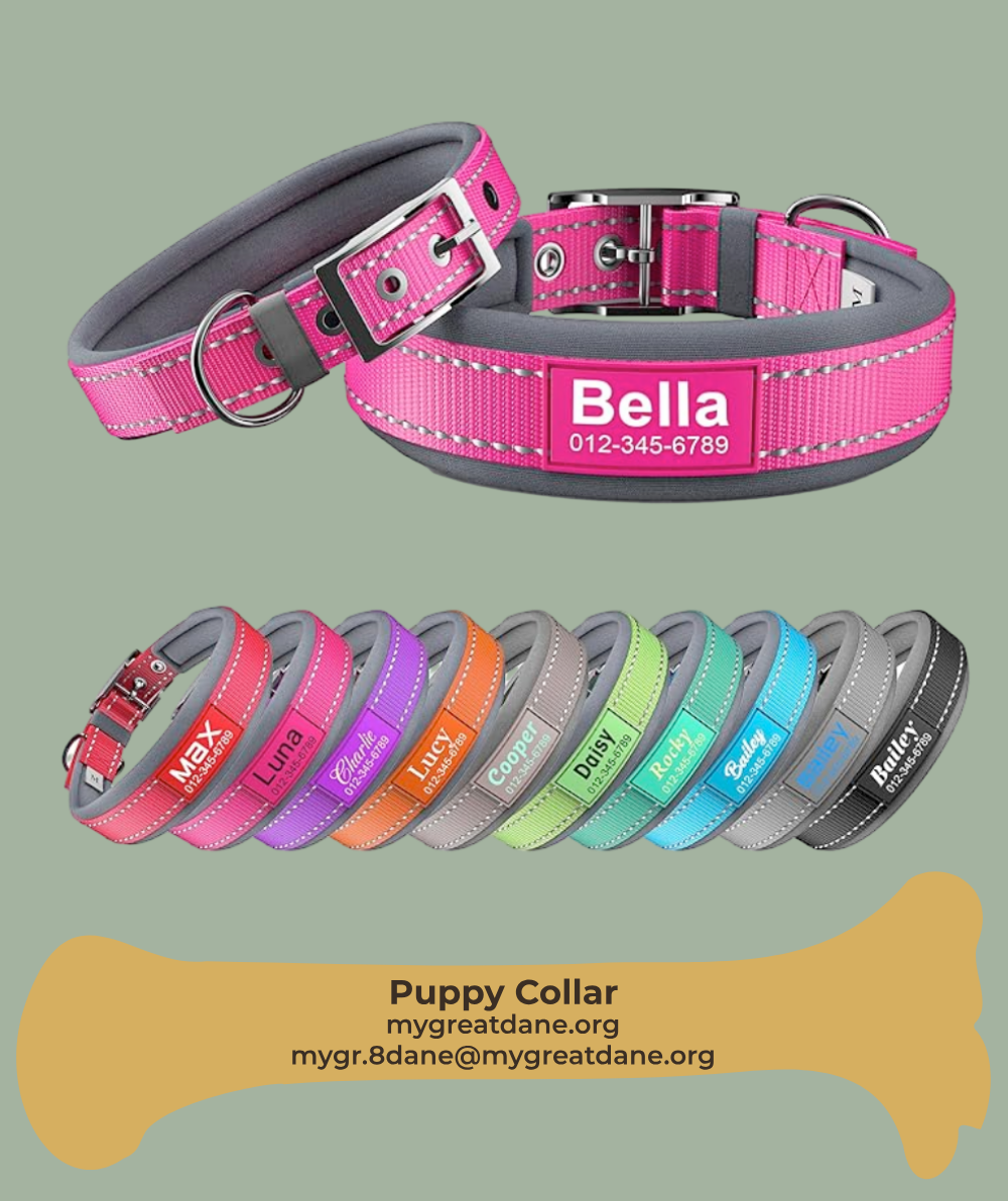 Great Dane Puppy Care Collar