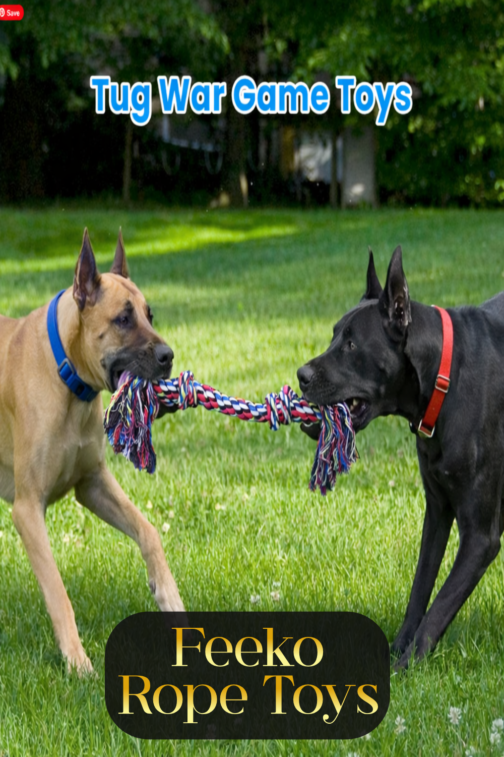 GREAT DANES PLAYING WITH ROPE TOY